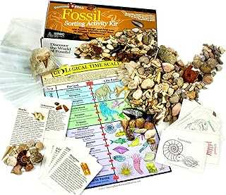 DANCING BEAR Fossil Collection Sorting Activity Kit with over 100 Pcs (more than 20 different fossil varieties!), Educational ID Sheet, Color ID Cards, Bags, Magnifying Glass, and Shark Teeth