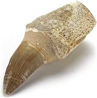 KALIFANO Authentic Fossilized Prehistoric Mosasaur Tooth from Morocco - Mosasaurus Teeth for Fossil Collections and Education Purposes (Information Card Included)